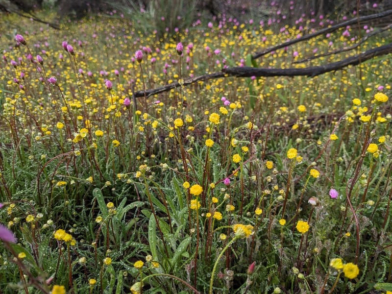 Bellida graminea photo 6
