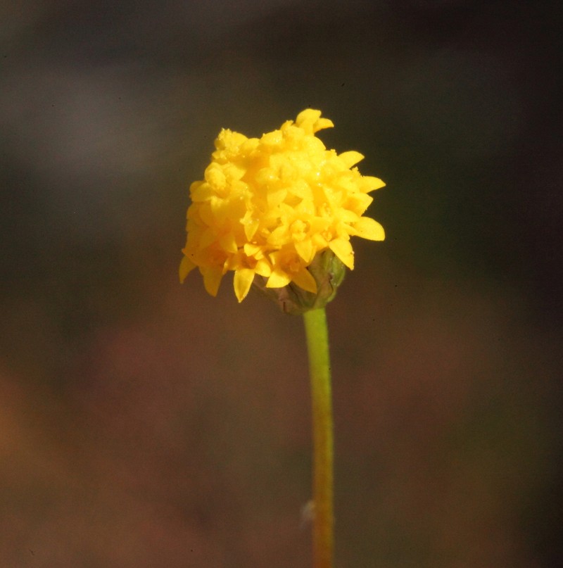 Bellida graminea photo 7