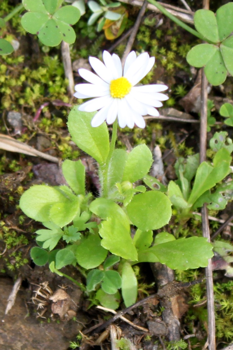 Bellis annua photo 2