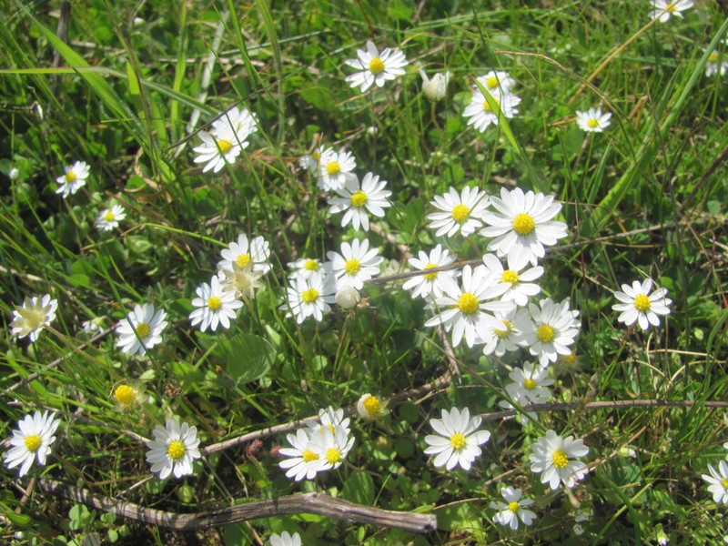 Bellis annua photo 3