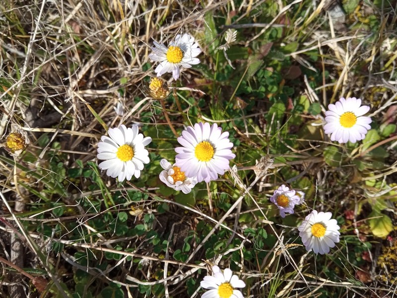 Bellis annua photo 5
