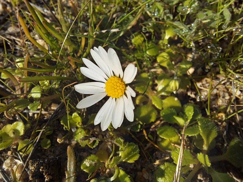 Bellis annua photo 6