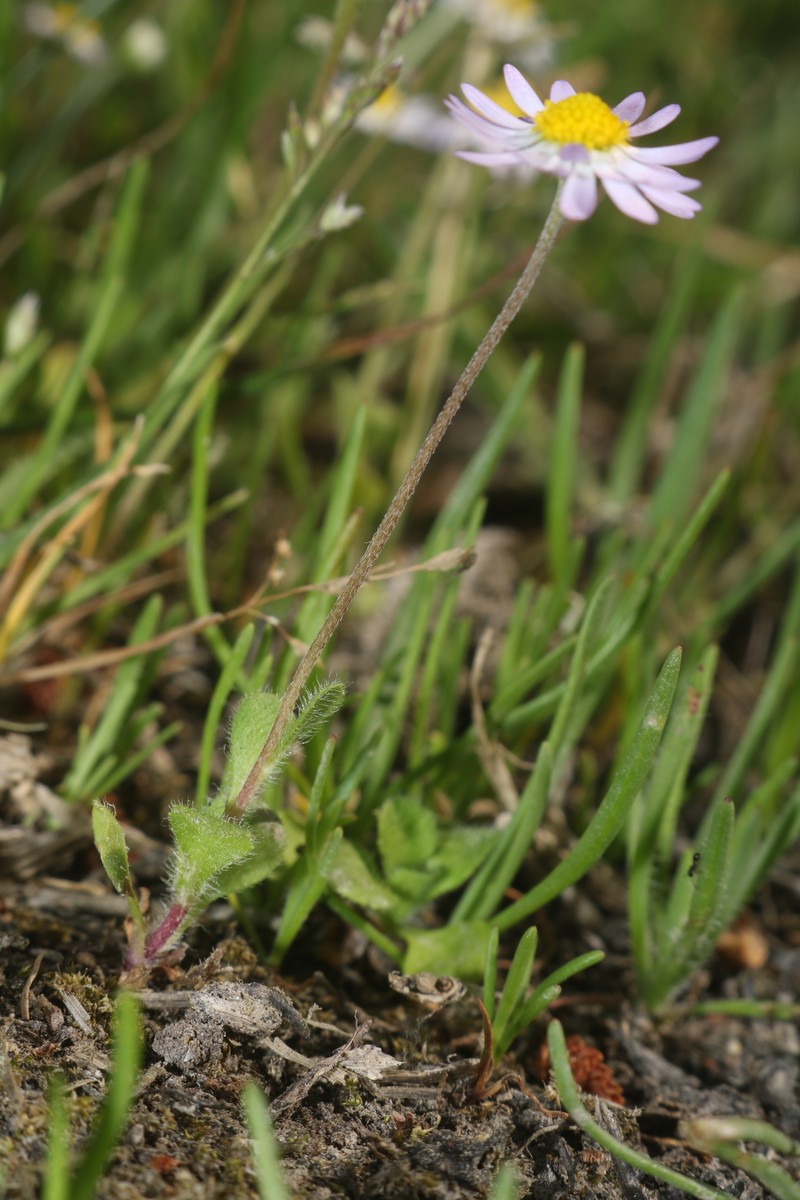 Bellis annua subsp. annua