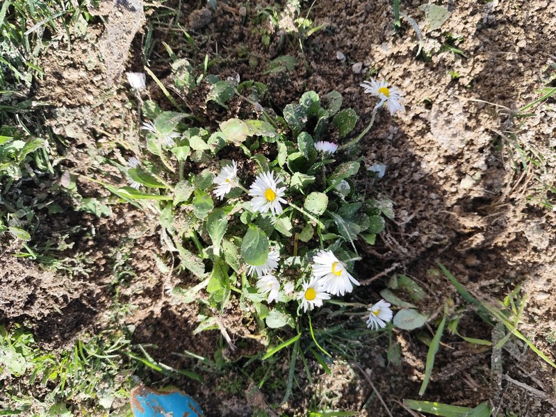 Bellis annua subsp. annua photo 2