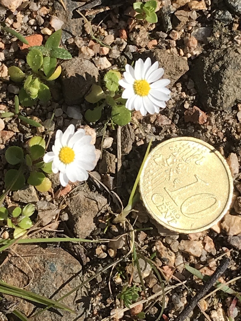 Bellis annua subsp. minuta