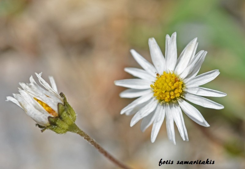 Bellis annua subsp. minuta photo 2