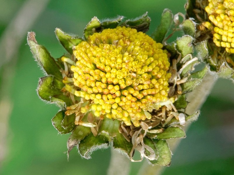 Bellis atlantica