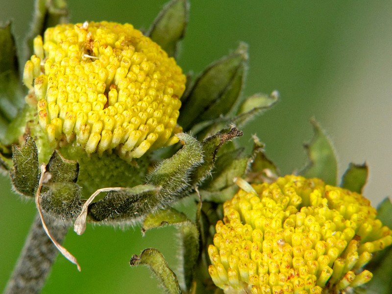 Bellis atlantica photo 2