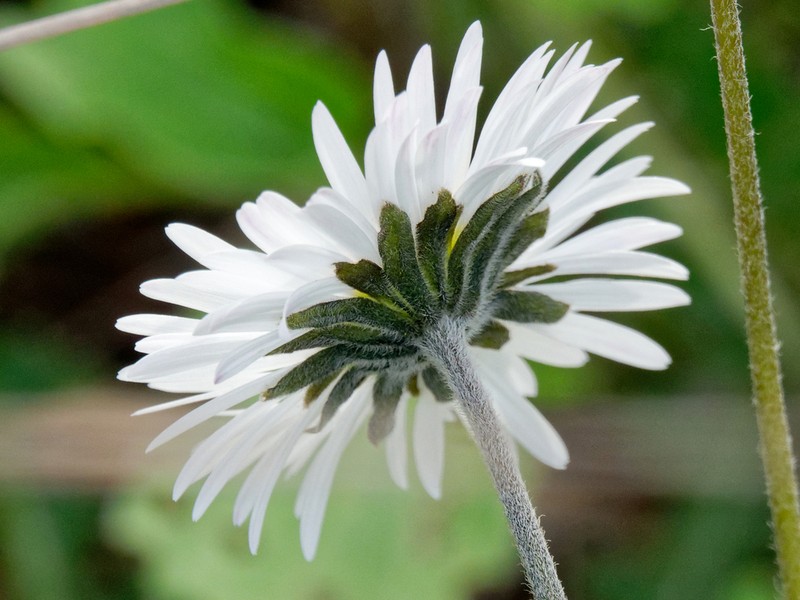 Bellis atlantica photo 3