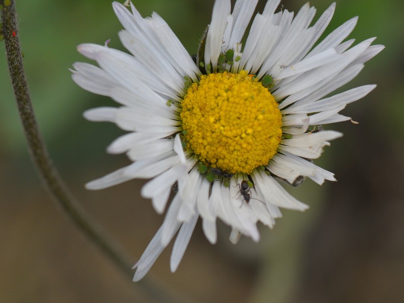 Bellis atlantica photo 5