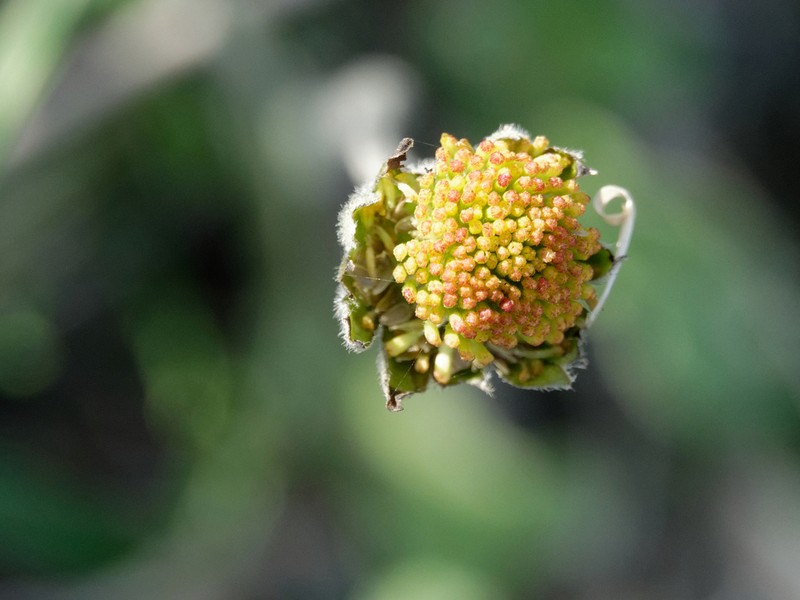 Bellis atlantica photo 6