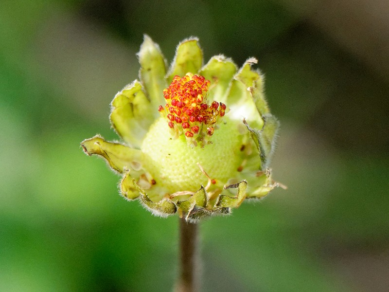 Bellis atlantica photo 7