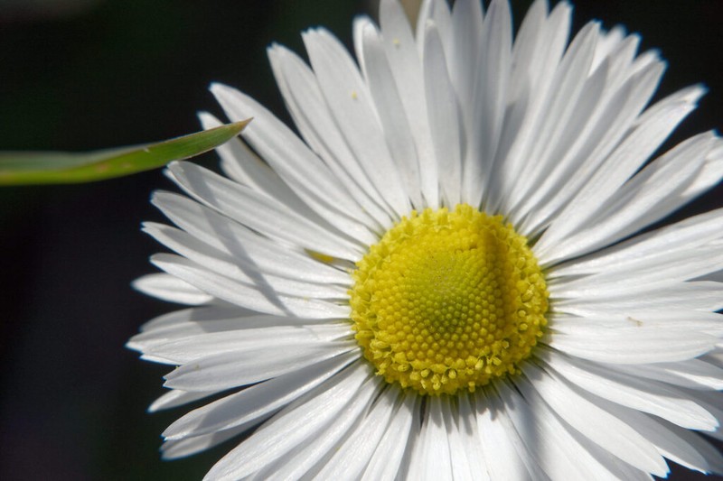 Bellis atlantica photo 8