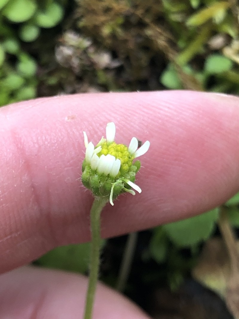Bellis azorica