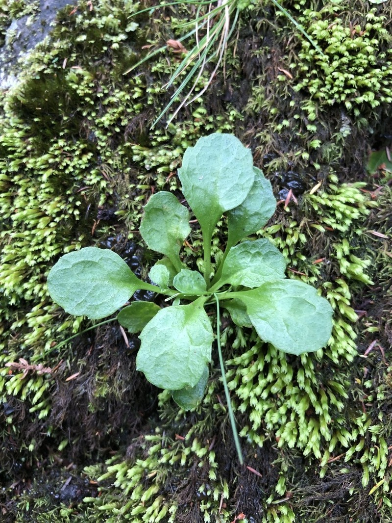 Bellis azorica photo 2
