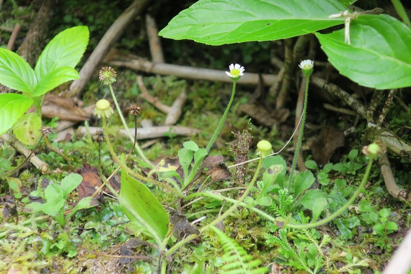 Bellis azorica photo 3