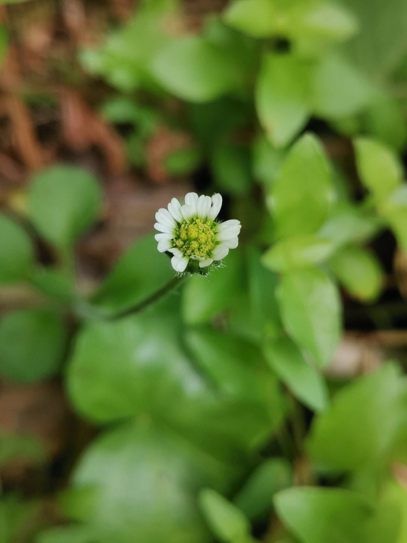 Bellis azorica photo 4