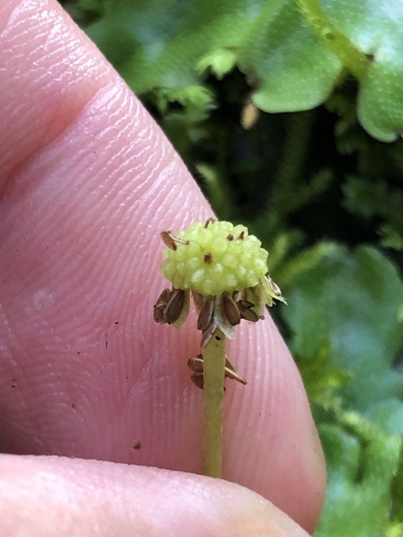 Bellis azorica photo 5