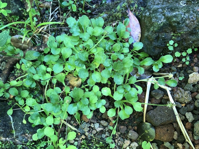 Bellis azorica photo 6