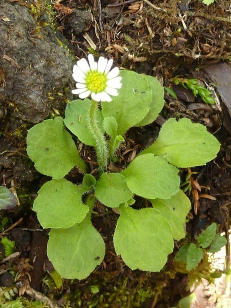 Bellis azorica photo 7