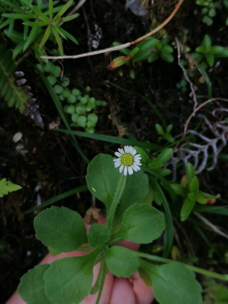 Bellis azorica photo 8