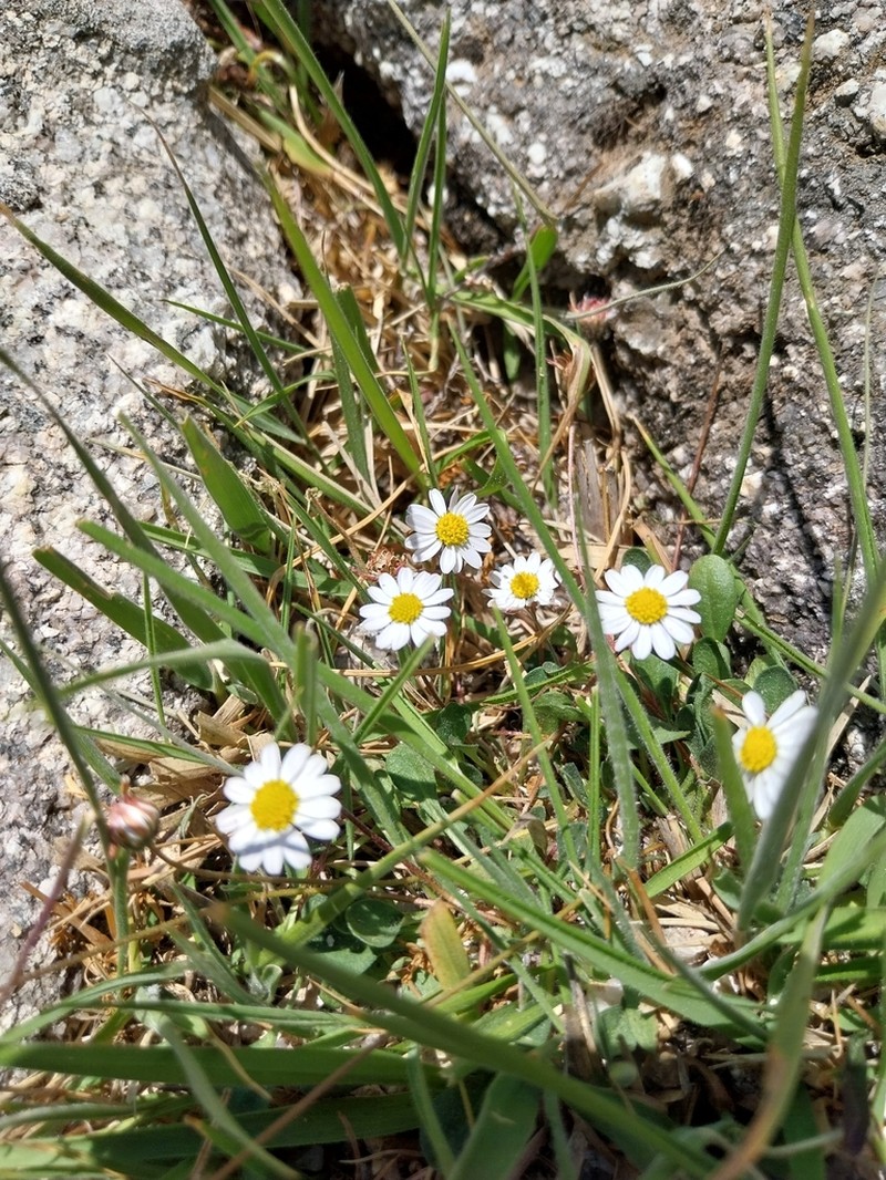 Bellis bernardi photo 2