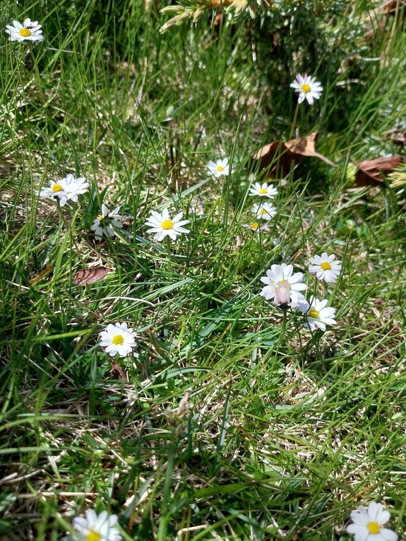 Bellis bernardi photo 4