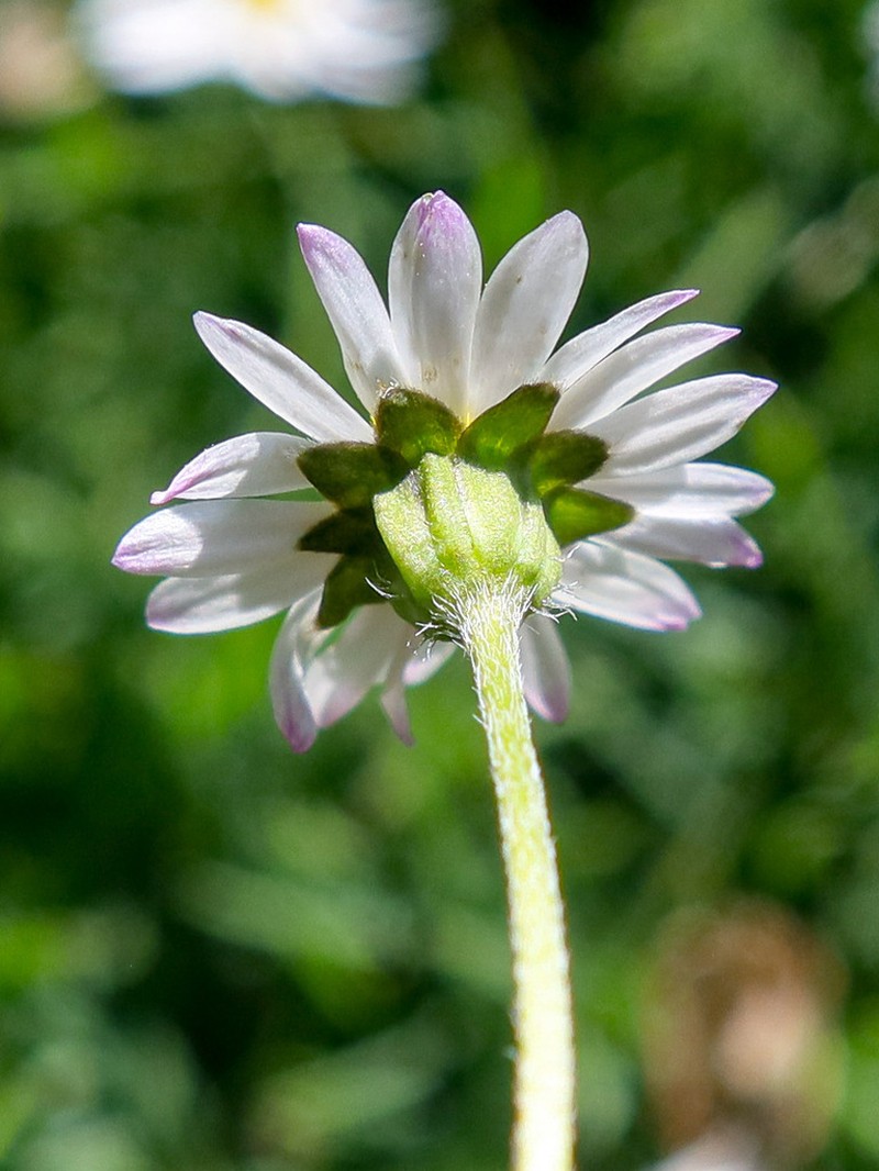 Bellis bernardi photo 5