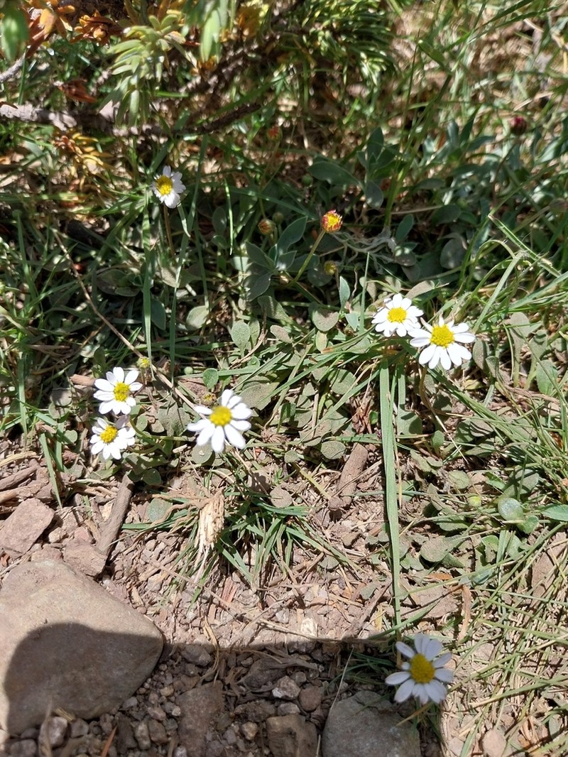Bellis bernardi photo 6