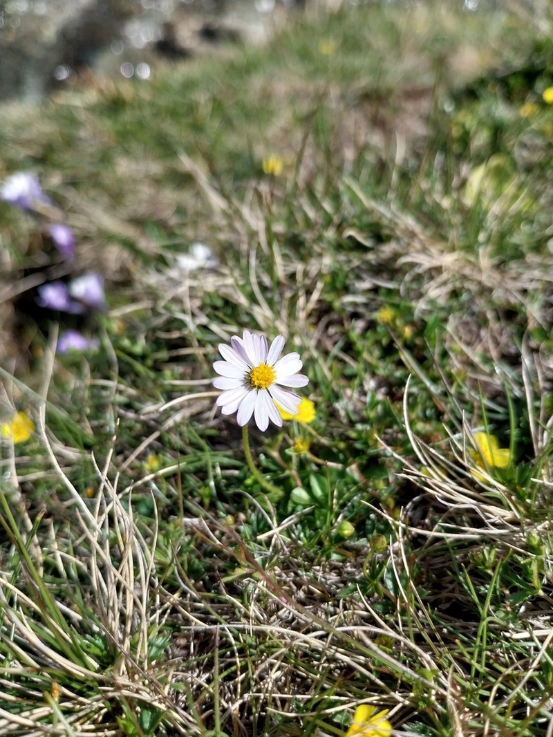 Bellis bernardi photo 7