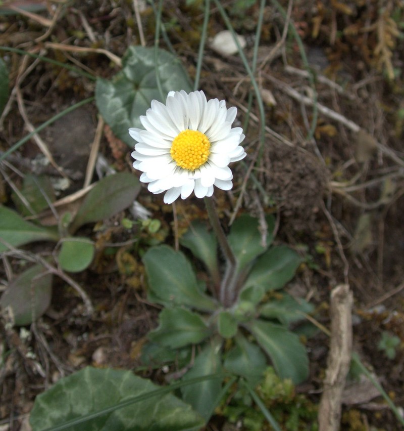 Bellis bernardi photo 8