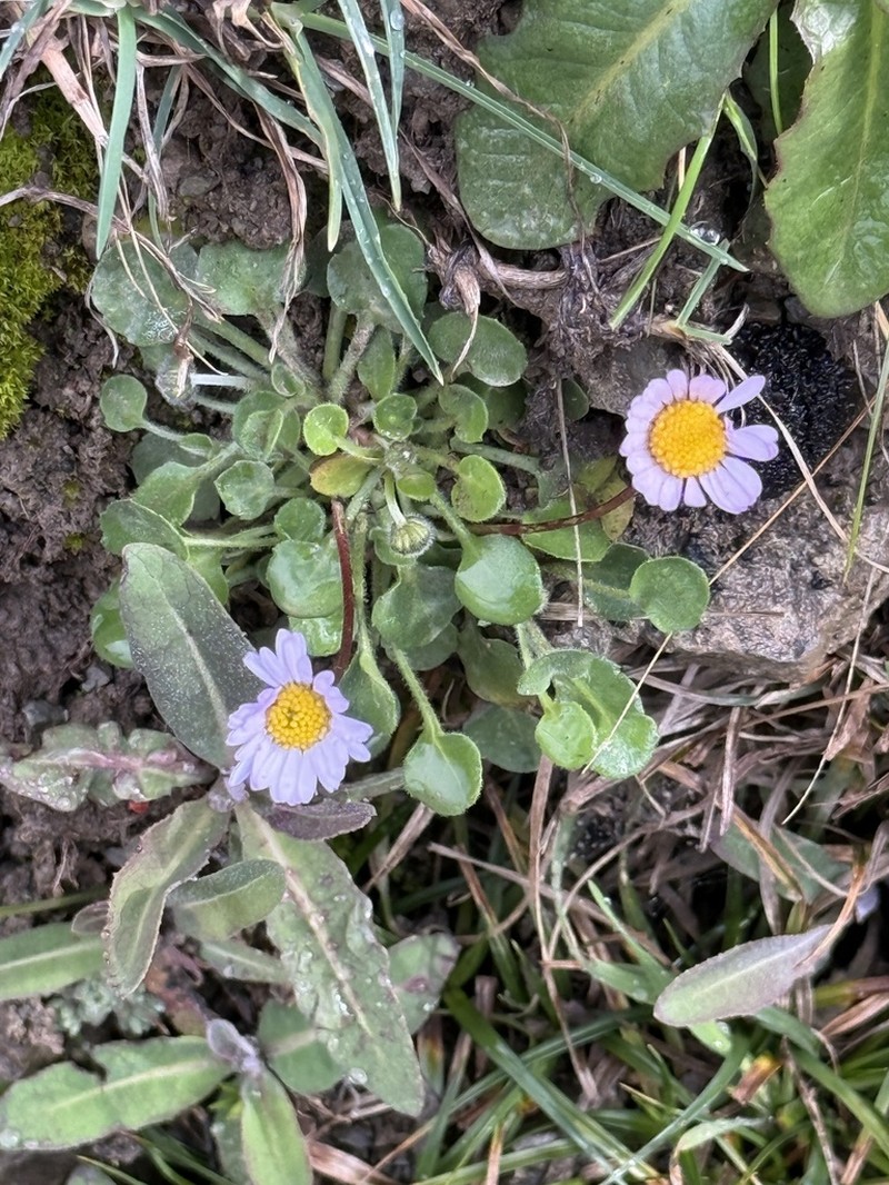 Bellis caerulescens photo 2