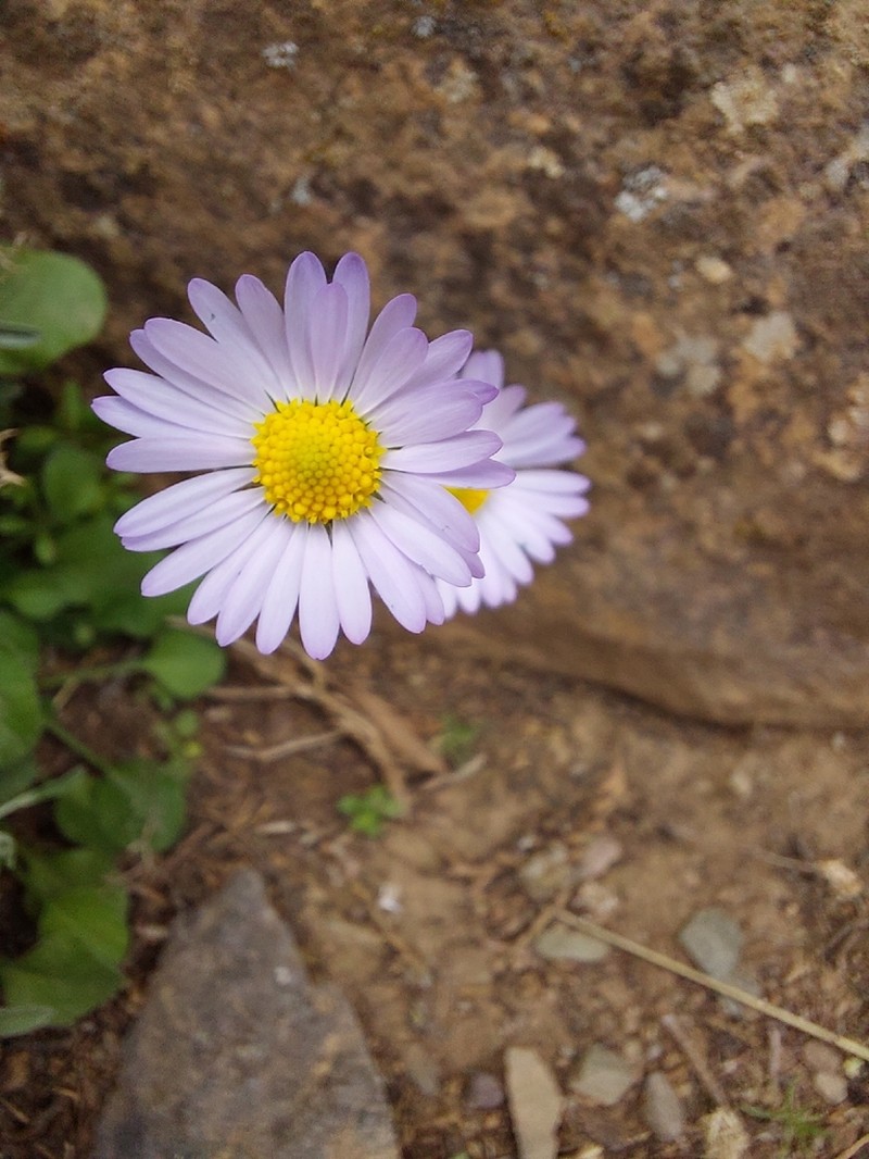 Bellis caerulescens photo 3