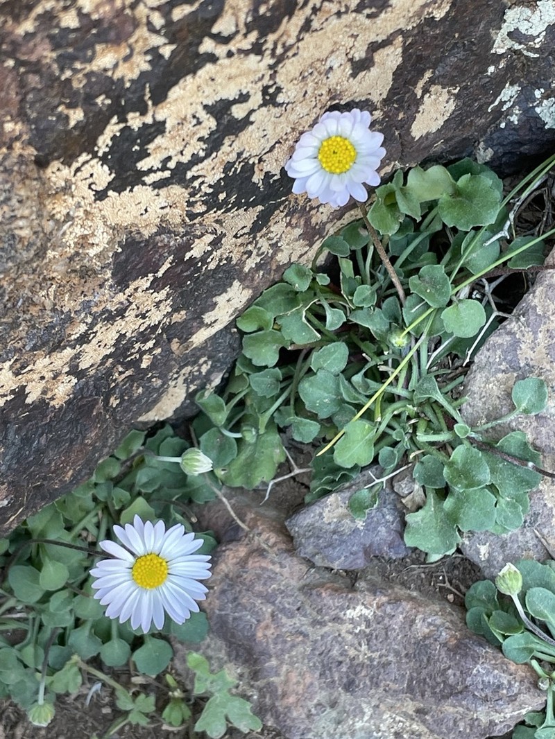 Bellis caerulescens photo 4