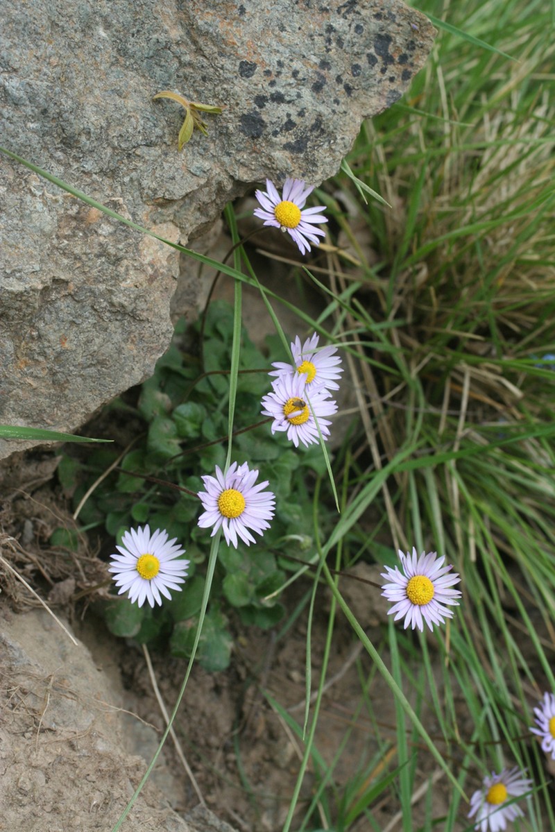 Bellis caerulescens photo 5