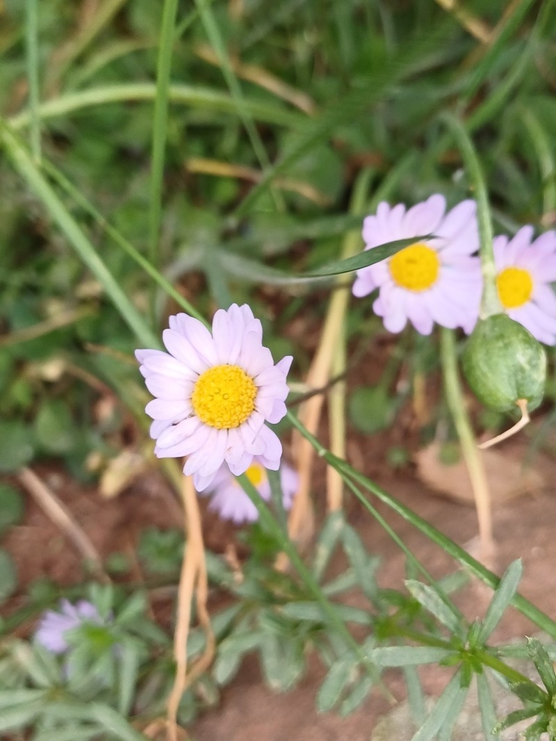 Bellis caerulescens photo 6
