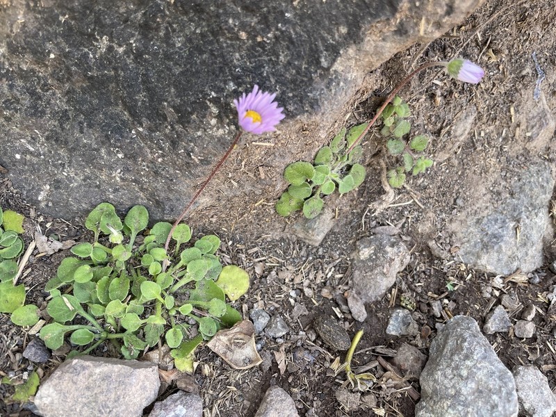 Bellis caerulescens photo 7