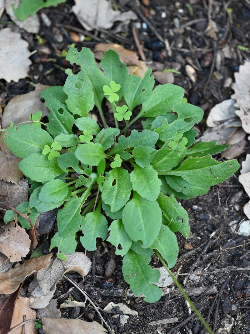 Bellis cordifolia