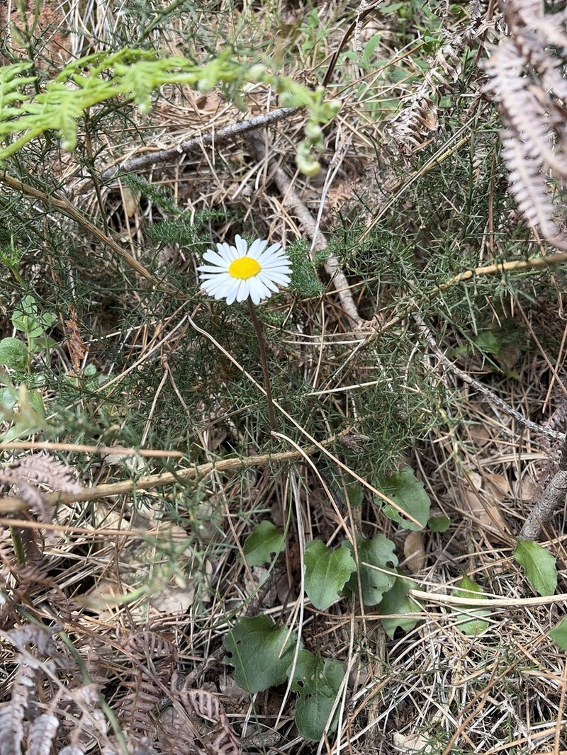 Bellis cordifolia photo 2