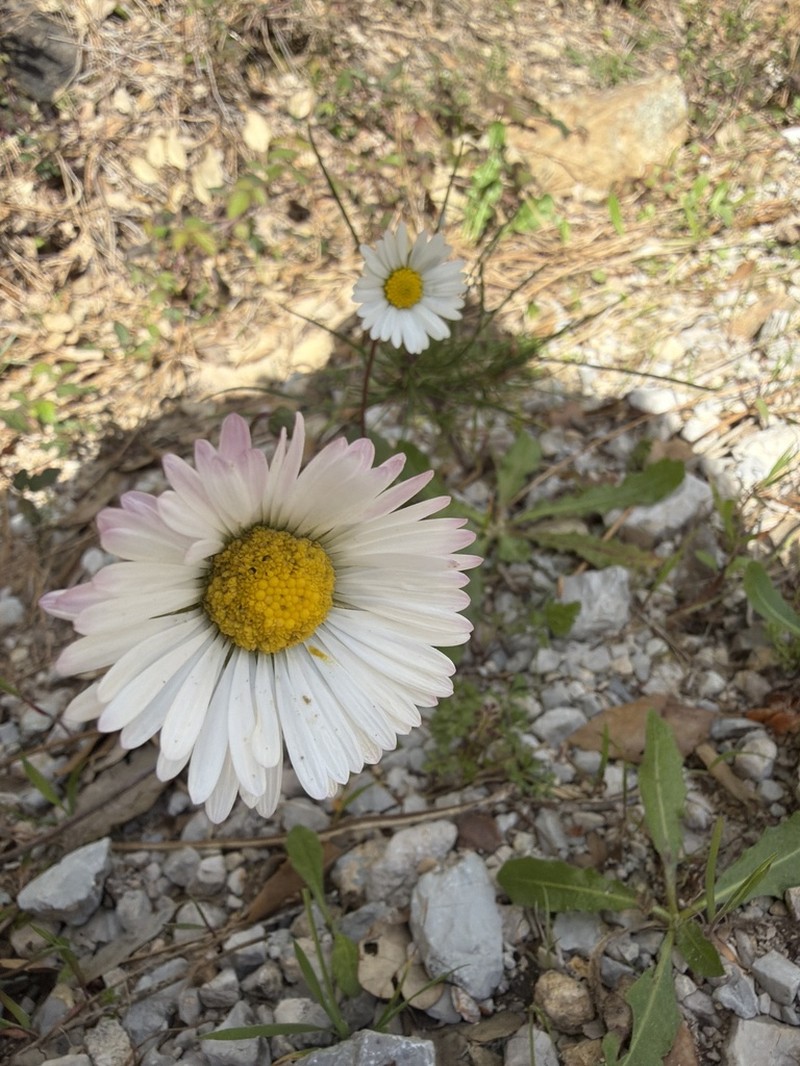 Bellis cordifolia photo 3