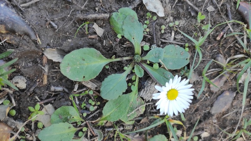 Bellis cordifolia photo 4