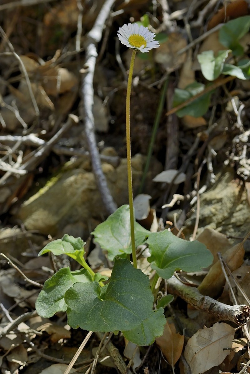 Bellis cordifolia photo 5