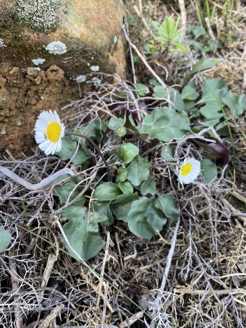 Bellis cordifolia photo 6