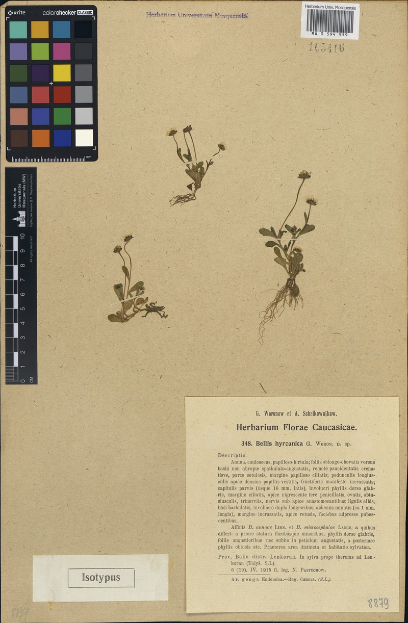 Bellis hyrcanica