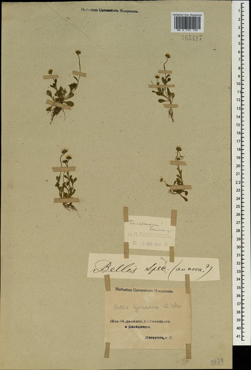 Bellis hyrcanica photo 2