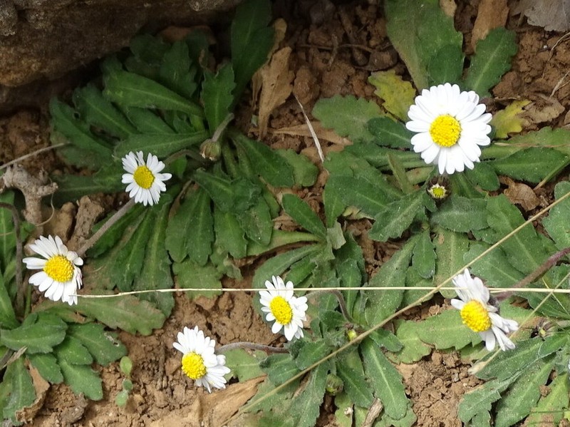 Bellis longifolia