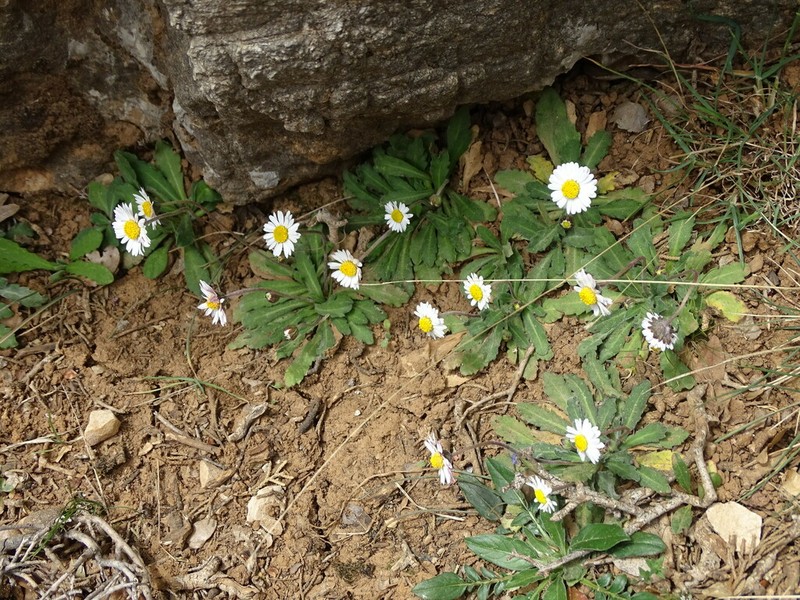 Bellis longifolia photo 2