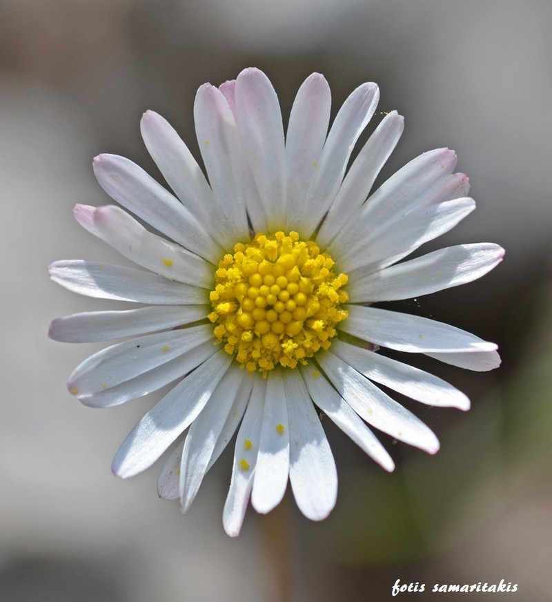 Bellis longifolia photo 3