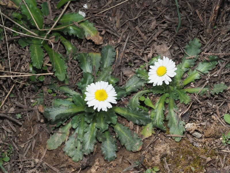 Bellis longifolia photo 4