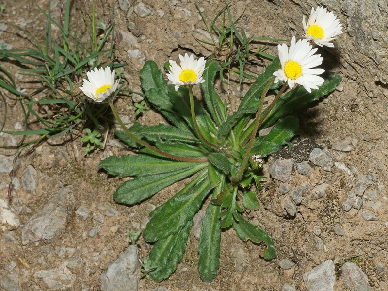 Bellis longifolia photo 5